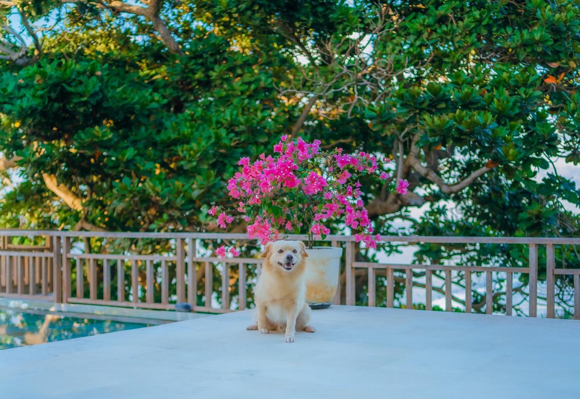 Raaga Samudra Lodge Padangbai (Bali)